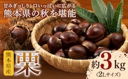 【先行予約】栗 約3kg 2Lサイズ 日本フルーツ株式会社《9月上旬-10月上旬頃出荷》熊本県 菊池市 栗 くり 熊本県産 2L 栗きんとん 栗ごはん---308-0007---