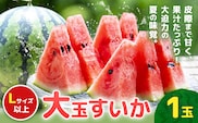 【先行予約】大玉すいか 1玉約5kg 日本フルーツ株式会社《5月上旬-６月下旬頃出荷》熊本県 菊池市 すいか スイカ 大玉 熊本県産---308-5011---