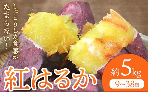 さつまいも 紅はるか 約5kg(9-38個) 株式会社GGYパッケージ《2025年11月下旬-2026年4月上旬頃出荷》熊本県 菊池市 さつまいも 紅はるか 芋 いも 野菜 国産 焼き芋 スイートポテト 芋ようかん 大学芋 干し芋 しっとり 旬 送料無料---124-2359---