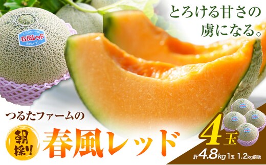 つるたファームの 朝採り 春風レッド メロン 1.2kg前後 4玉 株式会社七城の恵み《5月上旬頃から出荷開始》熊本県 菊池市 メロン つるたファーム---126-2512---