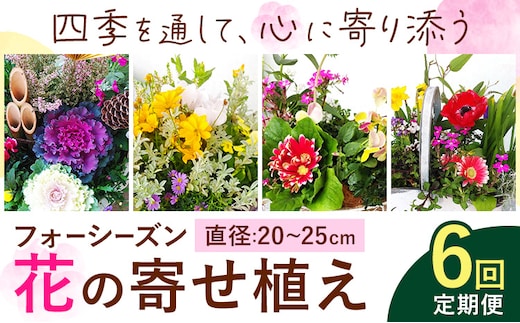 【6ヶ月定期便】フォーシーズン お花の寄せ植え 直径20～25cm Fleurbranch 《申込みの翌月出荷》熊本県 菊池市 定期便 花 鉢花 鉢植え 観葉植物 植物 インテリア ガーデン 雑貨---020-1410---