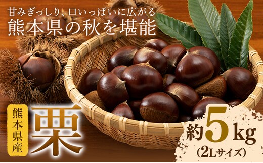 【先行予約】栗 約5kg 2Lサイズ 日本フルーツ株式会社《9月中旬-10月上旬頃出荷》熊本県 菊池市 栗 くり 熊本県産 2L 栗きんとん 栗ごはん---308-5010---