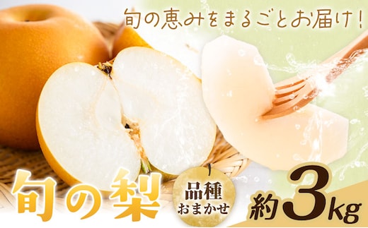 【先行予約】旬の梨 品種おまかせ 約3kg 日本フルーツ株式会社《2026年8月上旬-10月上旬頃出荷》熊本県 菊池市 梨 なし 豊水 秋月 新高 和梨 熊本県産---308-5002---