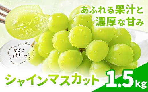 シャインマスカット 1.5kg 株式会社エフビーネット《8月中旬-9月上旬頃出荷》熊本県 菊池市 ぶどう ブドウ マスカット 果物 フルーツ デザート ギフト ご贈答 熊本県産---034-6003---