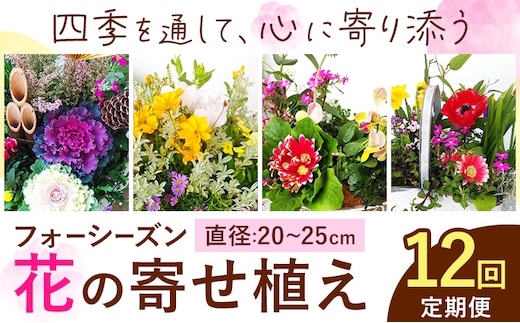 【12ヶ月定期便】フォーシーズン お花の寄せ植え 直径20～25cm Fleurbranch 《申込みの翌月出荷》熊本県 菊池市 定期便 花 鉢花 鉢植え 観葉植物 植物 インテリア ガーデン 雑貨---020-1411---
