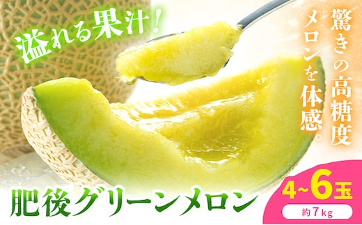 【先行予約】肥後グリーンメロン 4～6玉 約7kg 日本フルーツ株式会社《5月上旬-7月下旬頃出荷》熊本県 菊池市 メロン 熊本県産---308-5025---