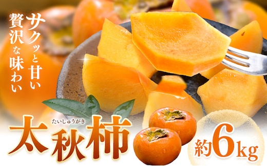 【先行予約】柿 太秋柿 たいしゅうがき 約6kg 日本フルーツ株式会社《2026年9月上旬-10月下旬頃出荷》熊本県 菊池市 柿 かき 熊本県産 秋の味覚 果物 くだもの フルーツ デザート---308-0010---