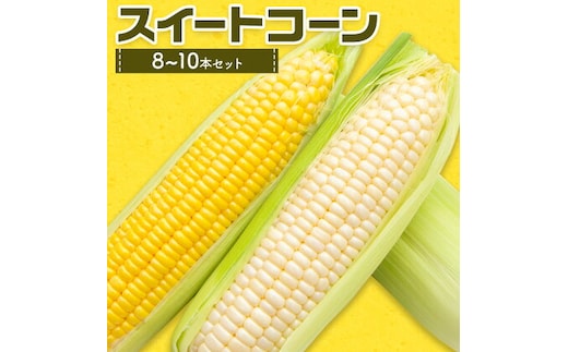スイートコーンセット 8-10本【養生市場】 コーン とうもろこし 品種おまかせ ランダム 野菜 九州産 熊本県産 送料無料《5月上旬-6月末頃出荷》---003-1576---