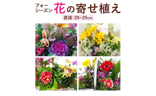 フォーシーズン お花の寄せ植え 直径20～25cm Fleurbranch 《90日以内に出荷予定(土日祝除く)》熊本県 菊池市 花 鉢花 鉢植え 観葉植物 植物 インテリア ガーデン 雑貨---020-2277---