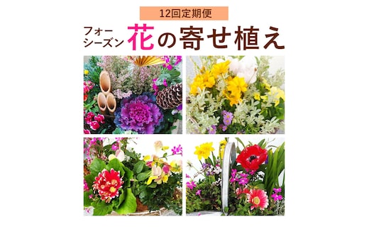 【12ヶ月定期便】フォーシーズン お花の寄せ植え 直径20～25cm Fleurbranch 《申込みの翌月出荷》熊本県 菊池市 定期便 花 鉢花 鉢植え 観葉植物 植物 インテリア ガーデン 雑貨---020-1411---