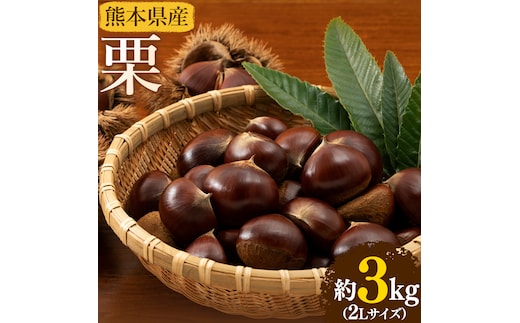 【先行予約】栗 約3kg 2Lサイズ 日本フルーツ株式会社《9月上旬-10月上旬頃出荷》熊本県 菊池市 栗 くり 熊本県産 2L 栗きんとん 栗ごはん---308-0007---