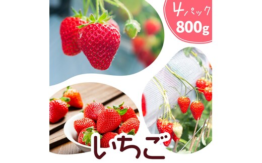 いちご 七楽の郷 4パック 800g 旬の品種《3月上旬-5月中旬頃出荷》ゆうべに 紅ほっぺ あまえくぼ エンジェルエイト さがほのか スターナイト ひのしずく ほしうらら 章姫 白蜜香 恋みのり 熊本県 菊池市 熊本県産---324-5001---