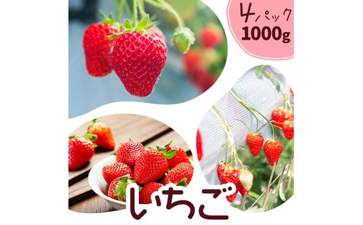 いちご 七楽の郷 4パック 1000g 旬の品種《3月上旬-5月中旬頃出荷》ゆうべに 紅ほっぺ あまえくぼ エンジェルエイト さがほのか スターナイト ひのしずく ほしうらら 章姫 白蜜香 恋みのり 熊本県 菊池市 熊本県産---324-5002---