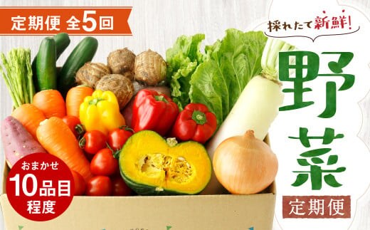 【定期便5回】 野菜 定期便 10品程度 熊本県 菊池市産 やさい メロンドーム 《お申し込みの翌月から出荷》---003-2419---