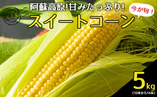 産地直送！みんなが大好きスイートコーン 約5kg