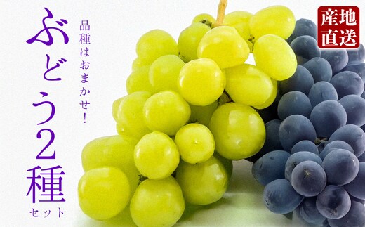 もぎたて葡萄セット ぶどう 食べ比べ 約2種セット 約1.5kg 品種はおまかせ 熊本県 阿蘇市