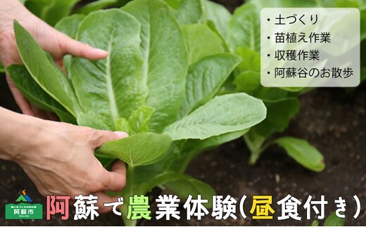 阿蘇のカルデラで農業体験＆お散歩 野菜スムージー・お弁当あり