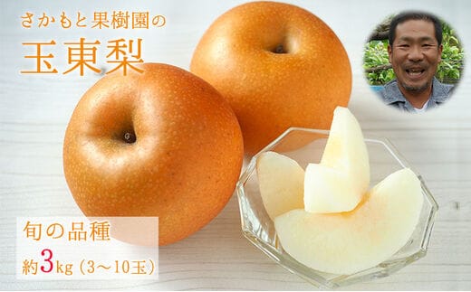 さかもと果樹園の玉東梨 約3kg (3玉-10玉前後) 【日付指定・品種指定不可】 熊本県玉名郡玉東町 梨 なし 果物 旬の梨 《8月中旬-9月末頃出荷》---sg_csksyun_bc8_r8_12000_3kg---