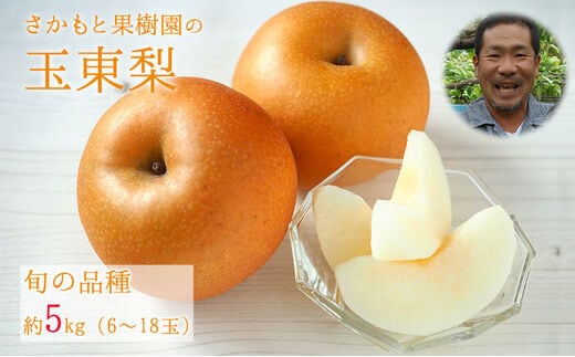 さかもと果樹園の玉東梨 約5kg (6玉-18玉前後) 【日付指定・品種指定不可】 熊本県玉名郡玉東町 梨 なし 果物 旬の梨 《8月中旬-9月末頃出荷》---sg_csksyun_bc8_r8_14500_5kg---