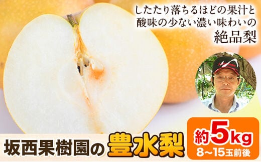 【先行予約】『坂西果樹園』の豊水梨 期間限定 たっぷり約5kg(8-15玉前後)こだわり抜かれた栽培方法！予約受付中 熊本県玉名郡玉東町産『坂西果樹園』なし 豊水 果物 スイーツ フルーツ デザート スムージー 熊本県玉東町《8月中旬-9月中旬頃出荷》---sg_csknasi_q8_r8_14500_5kg---