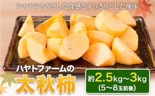 50年以上の歴史を持つ『ハヤトファーム』の太秋柿! シャキシャキ食感とすっきり後味 約2.5kg～3kg 5-8玉前後 予約受付中 フルーツ 秋 旬 柿 《10月上旬-10月末頃出荷》---gkt_hyt_2_2500g---