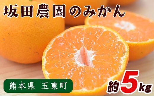 熊本県玉東町産限定『坂田農園』のみかん 大容量 約5kg(2S-L サイズ) 予約受付中 フルーツ 秋 旬 ジャム ゼリー 玉東町70年のベテラン！濃厚な食味とジューシーな果汁 熊本県玉東町《10月上旬‐1月末頃出荷》---gkt_skt_7_5kg---