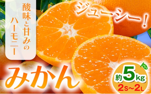 みかん 約5kg (2S-2Lサイズ) 金峰柑橘組合株式会社 ミカン 柑橘 フルーツ 旬 熊本県 玉名郡 玉東町 《10月中旬-1月中旬頃出荷》贈り物 果物 くだもの---sg_kpmkn_q101_25_14000_5kg---