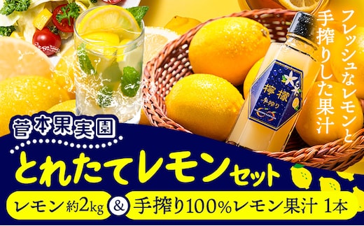 レモン 約2kg と 手搾り100％レモン果汁 1本 セット《12月中旬‐2月末頃出荷》【日付指定不可】熊本県 玉名郡 玉東町 菅本果実園 檸檬 レモンジュース レモネード はちみつレモン---gkt_sgm_9_2kg1h---