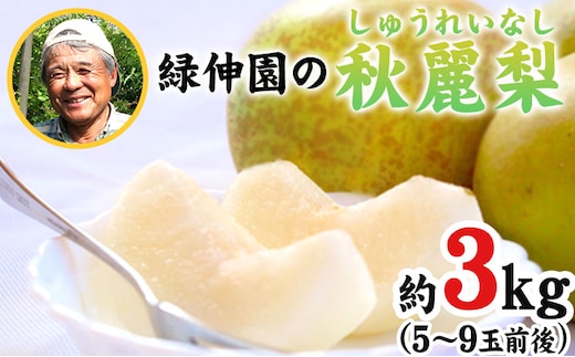 熊本県玉東町産『緑伸園』の秋麗梨 期間限定 たっぷり約3kg 5～9玉前後 なし 秋麗 果物 スイーツ フルーツ デザート スムージーにも 《8月上旬-8月下旬頃出荷》---sg_cryokushu_ab8_r8_13000_3kg---