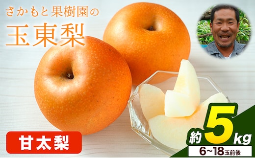 さかもと果樹園の玉東梨 甘太梨 約5kg (6玉-18玉前後) 《9月中旬-9月下旬頃出荷》【日付指定不可】 熊本県玉名郡玉東町 梨 なし 果物 フルーツ 甘太---sg_cskknt_b9_r8_15500_5kg---