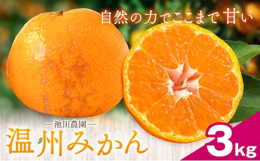 温州みかん 3kg 池田農園《11月上旬-12月末頃出荷》熊本県 玉名郡 玉東町 みかん ミカン 柑橘 フルーツ 果物 自然栽培 栽培期間中農薬・肥料不使用---gkt_ikd_8_3kg---