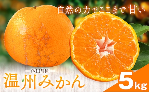 温州みかん 5kg 池田農園《11月上旬-12月末頃出荷》熊本県 玉名郡 玉東町 みかん ミカン 柑橘 フルーツ 果物 自然栽培 栽培期間中農薬・肥料不使用---gkt_ikd_9_5kg---