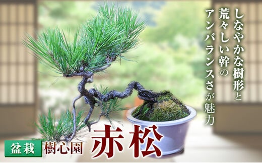 買い誠実 赤松 盆栽 植物/観葉植物 - education.semel.ucla.edu