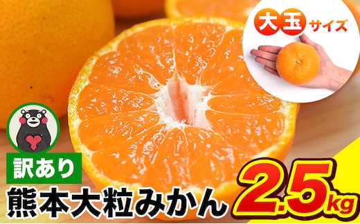 ご家庭用 熊本 大粒みかん 約2.5kg (3L～5Lサイズ)大玉 みかん 先行予約 熊本 ちょっと 訳あり 傷 たっぷり 熊本県産 熊本県 期間限定 フルーツ 旬 柑橘 長洲町 大粒みかん《2026年1月中旬-2月末頃出荷》みかん みかん みかん みかん みかん みかん みかん みかん みかん みかん---fn_notbmkn_bc1_r7_5000_2500g---