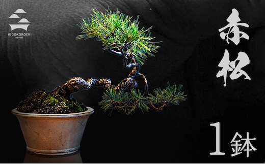 樹心園 赤松 盆栽《30日以内に出荷予定(土日祝除く)》あかまつ 盆栽作家 徳永功---sn_kgkrakmt_30d_r7_53500_1p---