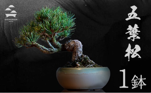 樹心園 五葉松 盆栽《30日以内に出荷予定(土日祝除く)》ごようまつ 盆栽作家 徳永功---sn_kgkrgoym_30d_r7_60000_1p---