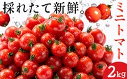 ミニトマト とれたてミニトマト 2kg トマト 野菜 サラダ ダイエット おやつ パスタ マリネ 有機肥料 ミニトマト宮本《30日以内に出荷予定(土日祝除く)》 熊本県 長洲町 送料無料 トマト とまと 野菜 国産 熊本県産---sn_miyamtmt_30d_r8_10500_2k---