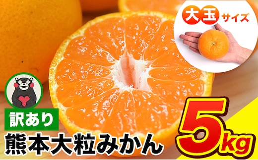 ご家庭用 熊本 大粒みかん 約5kg (3L～5Lサイズ)大玉 みかん 先行予約 熊本 ちょっと 訳あり 傷 たっぷり 熊本県産 熊本県 期間限定 フルーツ 旬 柑橘 長洲町 大粒みかん《2026年1月中旬-2月末頃出荷》みかん みかん みかん みかん みかん みかん みかん みかん みかん みかん---fn_notbmkn_bc1_r7_7500_5kg---