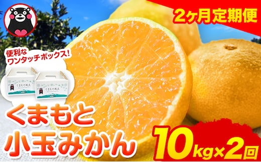 【2ヶ月定期便】訳あり みかん 小玉みかん くまもと小玉みかん 10kg (10kg×1箱) 秋 旬 不揃い 傷 ご家庭用 SDGs 小玉 たっぷり 熊本県 産 S-3Sサイズ フルーツ 旬 柑橘 長洲町 温州みかん《10月・11月出荷》---fn_nkomikantei_19500_10kg_oct2---