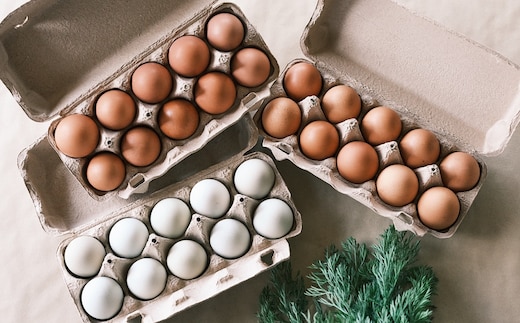 平飼いニワトリの食べ比べ卵セット