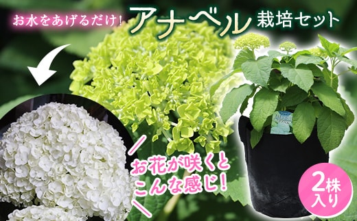 FKK19-883_【先行予約】アナベル 栽培セット(2株) 花 はな ガーデニング フラワー アジサイ 紫陽花 インテリア 観葉植物 観賞用 鉢植え 苗