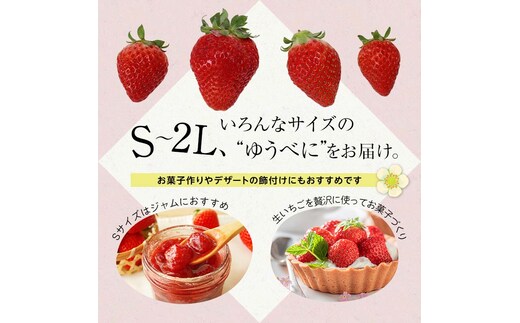 FKK19-818_【3月配送開始】【サイズ混合】嘉島町産ゆうべに 約2kg(250g