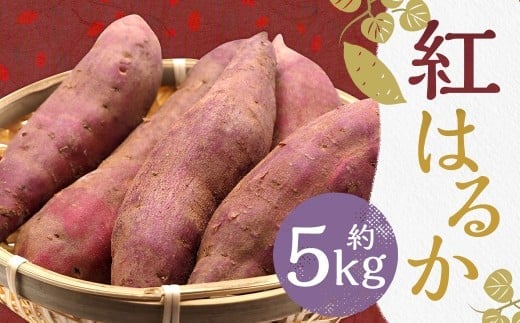紅はるか 約5kg さつまいも サツマイモ 野菜 いも【2026年2月上旬~6月下旬発送予定】