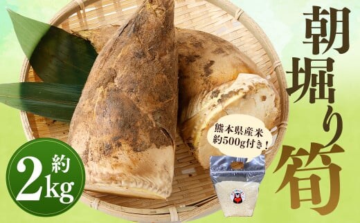 【数量限定】朝堀り 筍 2kg 熊本県産米(約500g)付き【2026年3月上旬~4月下旬迄発送予定】