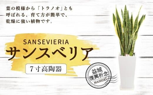 益城復興祈念 サンスベリア 7寸 高陶器 鉢40cm×20cm