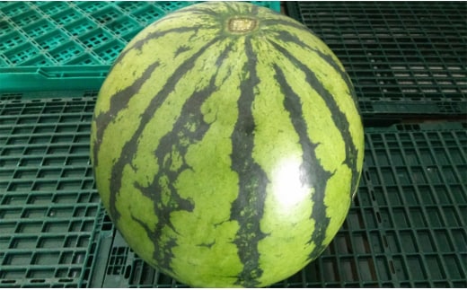 大玉 すいか 1玉 8kg 以上 西瓜 益城産【2026年4月下旬~7月上旬発送予定】
