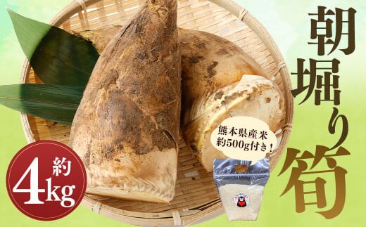 【数量限定】朝堀り 筍 4kg 熊本県産米(約500g)付き【2026年3月上旬~4月下旬迄発送予定】