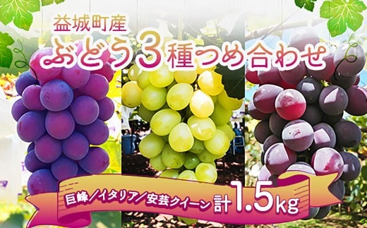 ぶどう 3種 詰め合わせ 合計約1.5kg 3~5房 巨峰 イタリア 安芸クイーン 【2026年9月上旬~9月下旬順次発送予定】