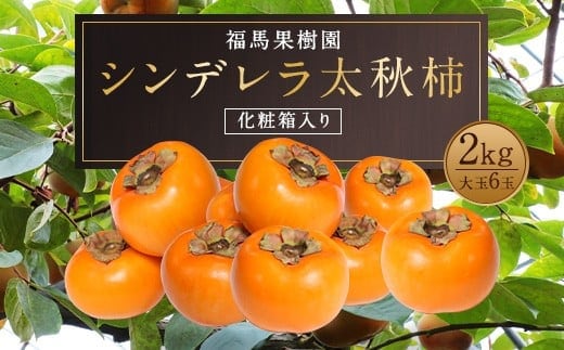 シンデレラ 太秋柿 化粧箱入り 大玉 6玉 約2kg 【2025年11月上旬~12月下旬発送予定】