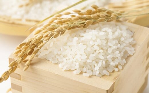 【令和7年産】 ひのひかり 10kg(ご飯の友付き)米 白米 熊本県 益城町産 【2025年10月上旬より順次発送予定】